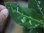 画像4: Aglaonema pictum tricolor from Aceh Selatan【HW0816-03】
