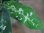 画像3: Aglaonema pictum tricolor from Aceh Selatan【HW0816-03】