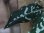 画像4: Aglaonema pictum from Tigalingga【HW0219-02c】(1) (4)