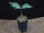画像4: Aglaonema pictum tricolor "朧鏡月" from Tigalingga 【HW0818-XG】 (4)