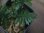 画像3: Trichomanes pinnatum from Iquitos Peru tanakay便新着 (3)