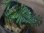 画像1: Trichomanes pinnatum from Iquitos Peru tanakay便新着 (1)