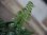画像2: Trichomanes pinnatum from Iquitos Peru tanakay便新着 (2)