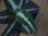 画像2: Aglaonema pictum from Sibolga Timur【HW0819-05f】