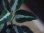 画像5: Aglaonema pictum from Sibolga Timur【HW0819-05f】