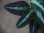 画像4: Aglaonema pictum from Sibolga Timur【HW0819-05f】