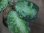 画像4: Aglaonema pictum multicolor lv.3.8 from Pulau Nias 【HW0819-01t】No.5 (4)