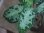 画像3: Aglaonema pictum multicolor lv.3.8 from Pulau Nias 【HW0819-01t】No.7