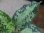 画像2: Aglaonema pictum multicolor lv.3.8 from Pulau Nias 【HW0819-01t】No.7