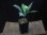 画像7: Aglaonema pictum multicolor lv.4.0  from Tigalingga【HW219-02h】