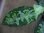 画像5: Aglaonema pictum multicolor lv.4.0  from Tigalingga【HW219-02h】