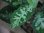 画像4: Aglaonema pictum multicolor lv.4.0  from Tigalingga【HW219-02h】