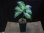 画像5: Aglaonema pictum multicolor lv.3.8 from Pulau Nias 【HW0819-01t】No.5 (5)