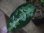 画像6: Aglaonema pictum multicolor lv.4.0  from Tigalingga【HW219-02h】