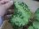 画像2: Aglaonema pictum multicolor lv.3.8 from Pulau Nias 【HW0819-01t】No.5 (2)