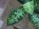 画像2: Aglaonema pictum multicolor lv.4.0  from Tigalingga【HW219-02h】