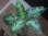 画像1: Aglaonema pictum multicolor lv.3.8 from Pulau Nias 【HW0819-01t】No.7 (1)