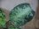 画像3: Aglaonema pictum multicolor lv.3.8 from Pulau Nias 【HW0819-01t】No.5 (3)