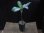 画像6: Aglaonema pictum multicolor lv.3.8 from Pulau Nias 【HW0819-01t】No.7