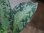 画像5: Aglaonema pictum multicolor lv.3.8 from Pulau Nias 【HW0819-01t】No.7