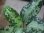 画像4: Aglaonema pictum multicolor lv.3.8 from Pulau Nias 【HW0819-01t】No.7