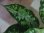 画像3: Aglaonema pictum multicolor lv.4.0  from Tigalingga【HW219-02h】
