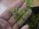 画像3: Trichomanes pinnatum from Iquitos Peru  (3)