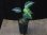 画像5: Aglaonema pictum tricolor "朧鏡月" from Tigalingga 【HW0818-XG】 (5)