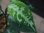 画像2: Aglaonema pictum tricolor "朧鏡月" from Tigalingga 【HW0818-XG】 (2)