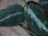 画像4: Aglaonema pictum "Reverse　type 1"from Tigalingga 【HW0219-01c】 (4)