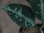 画像3: Aglaonema pictum "Reverse　type 1"from Tigalingga 【HW0219-01c】 (3)