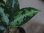 画像3: Aglaonema pictum tricolor from Aceh Selatan_2 【HW0818-02】 (3)