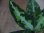 画像2: Aglaonema pictum tricolor from Aceh Selatan_2 【HW0818-02】 (2)