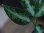 画像4: Aglaonema pictum tricolor from Aceh Selatan_2 【HW0818-02】 (4)