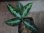 画像1: Aglaonema pictum tricolor from Aceh Selatan_2 【HW0818-02】 (1)