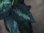画像4: Aglaonema pictum 3色マーブル from Pulau Nias 【AZ0413-7c】 (4)