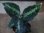 画像1: Aglaonema pictum 3色マーブル from Pulau Nias 【AZ0413-7c】 (1)