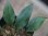 画像2: Elaphoglossum sp. Iquitos Peru [tanakay] (2)