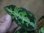 画像2: Aglaonema pictum multicolor from Sibolga Timur【HW0819-05f】 (2)