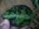 画像4: Aglaonema pictum multicolor from Sibolga Timur【HW0819-05f】 (4)