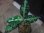 画像1: Aglaonema pictum multicolor from Sibolga Timur【HW0819-05f】 (1)