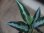 画像3: Aglaonema pictum tricolor from Sidikalang 【0818-03c】