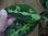 画像3: Aglaonema pictum multicolor from Sibolga Timur【HW0819-05f】 (3)
