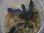 画像2: Bucephalandra sp. Sintang-5 "Diablo" from Sintang 【HW0220-08】 (2)