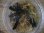 画像4: Bucephalandra sp. Sintang-5 "Diablo" from Sintang 【HW0220-08】 (4)