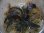 画像1: Bucephalandra sp. Sintang-5 "Diablo" from Sintang 【HW0220-08】 (1)