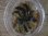 画像4: Bucephalandra sp. Sintang-5 "Diablo" from Sintang 【HW0220-08】 (4)