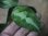 画像3: Aglaonema pictum multicolor "Xanadu" from Pulau Nias【HW0819-01g】 (3)