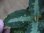 画像4: Agulaonema pictum tricolor from Puau Nias 【HW0819-01m】 (4)