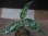 画像1: Agulaonema pictum bicolor DCF from Sibolga Utara【HW0819-06f-3】 (1)
